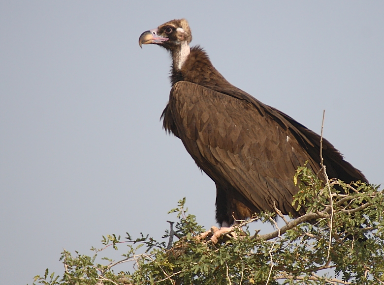 Cinereous Vulture