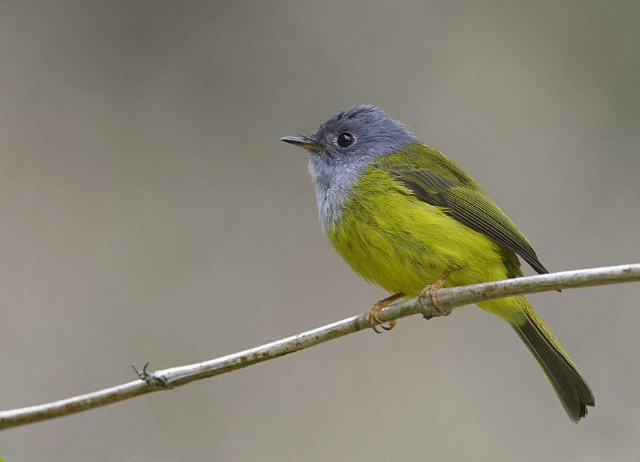 Gray-headed Canary Flycatcher