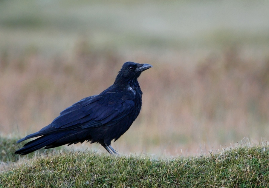 Carrion Crow