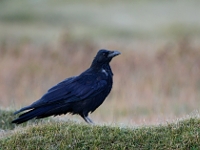 Corvus corone