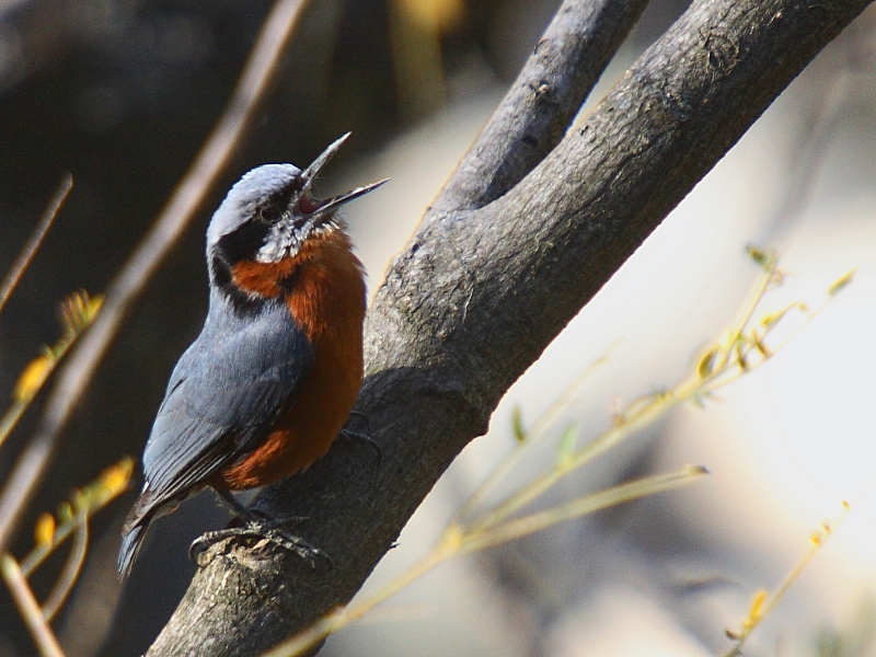 Chestnut-bellied Nuthatch