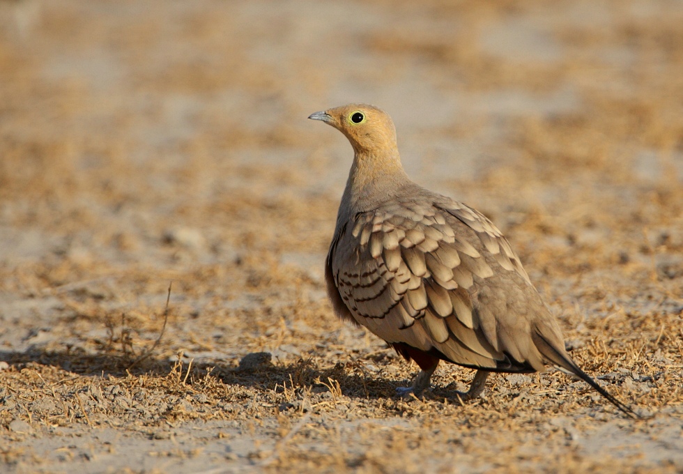 Chestnut-bellied Sandgrouse