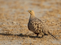 Chestnut-bellied Sandgrouse (male)