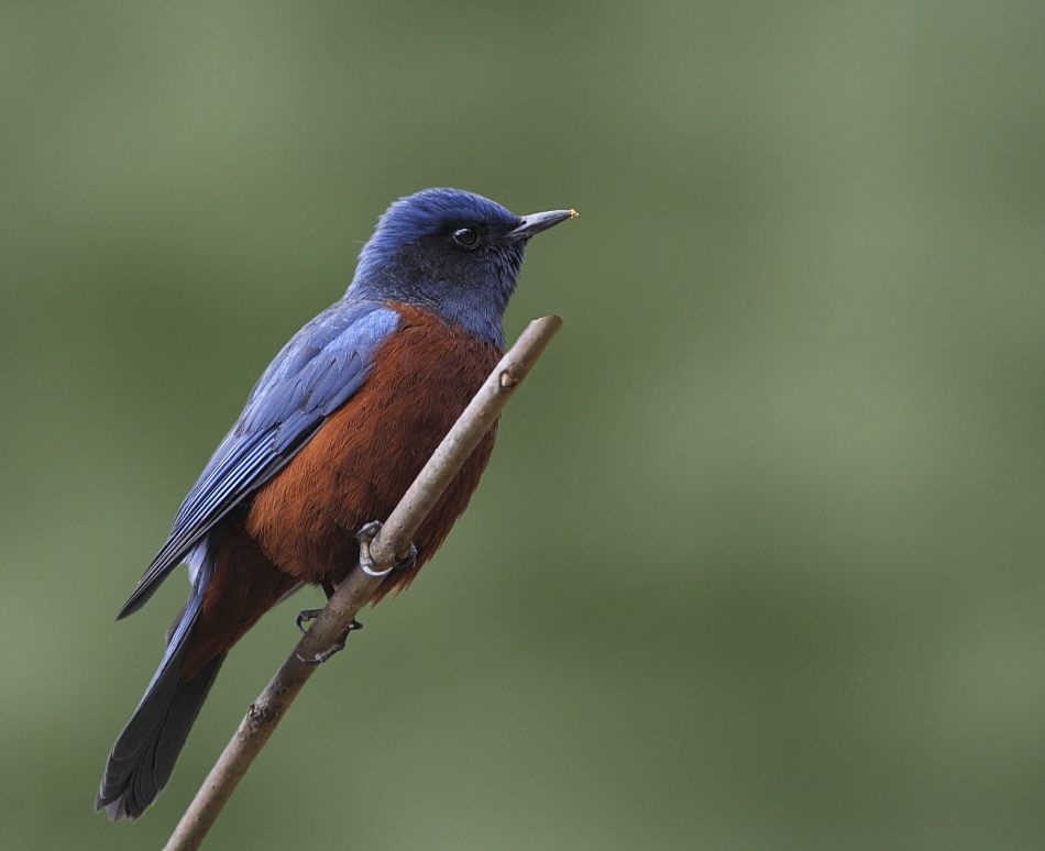 Chestnut-bellied Rock Thrush