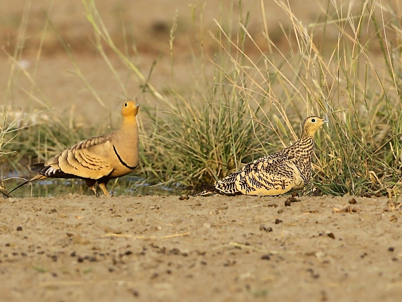 Chestnut-bellied Sandgrouse