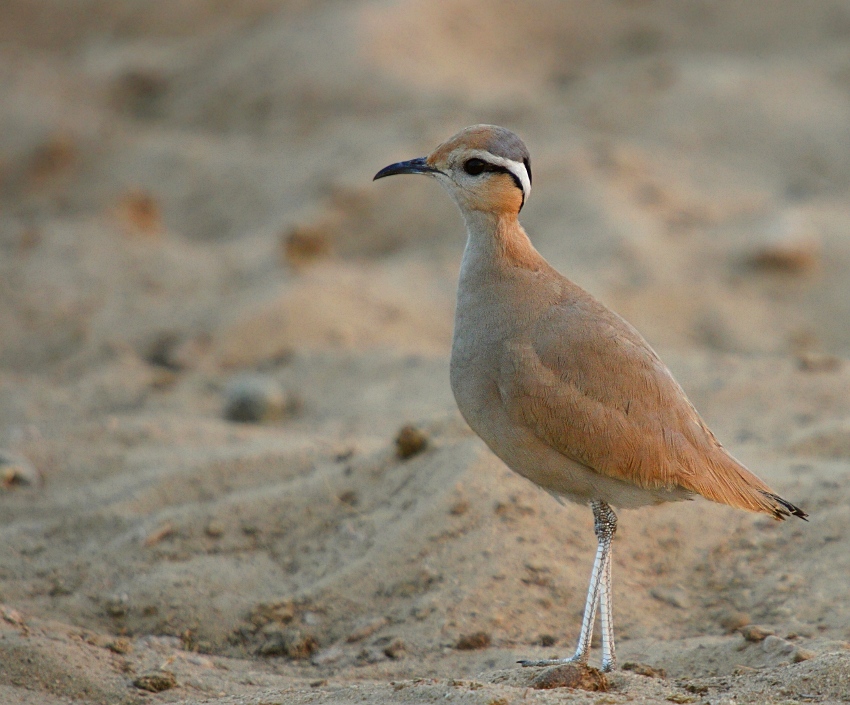 Cream-coloured Courser