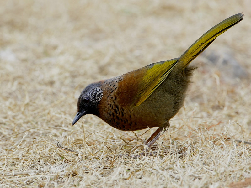 Chestnut-crowned Laughingthrush