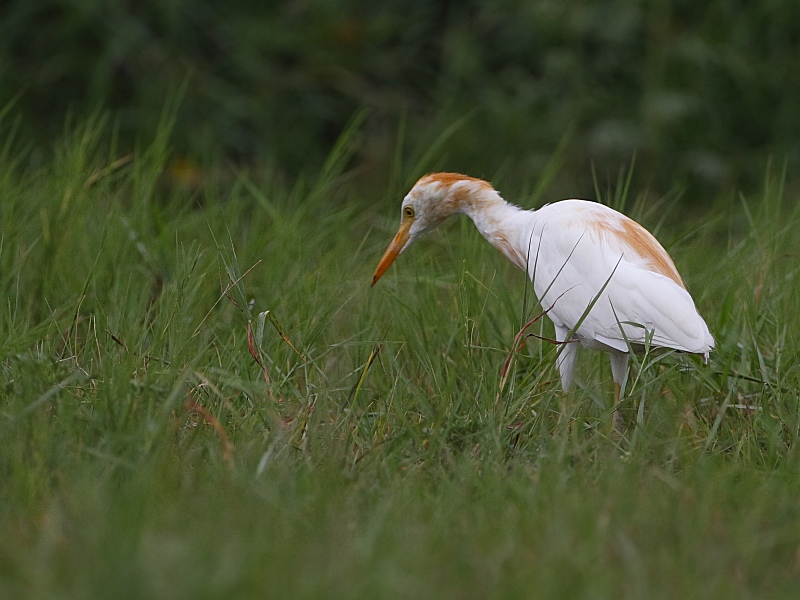 Cattle Egret