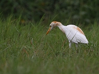 Bubulcus ibis