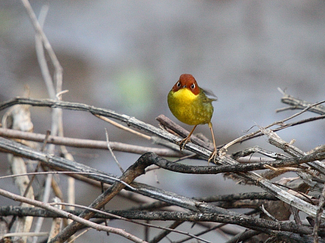 Chestnut-headed Tesia