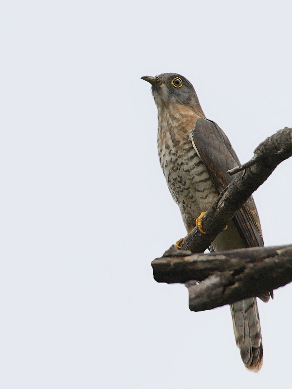 Common Hawk Cuckoo