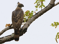 Spizaetus cirrhatus