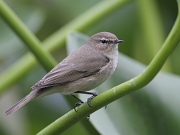 Phylloscopus collybita