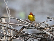 Tesia castaneocoronata