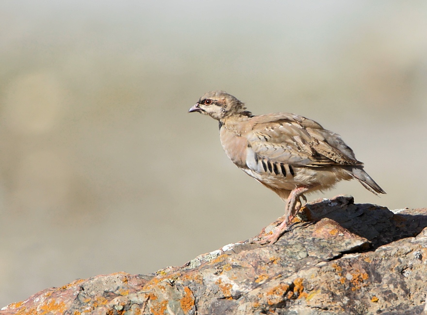 Chukar Partridge