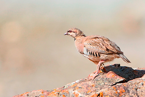 Chukar juvenile