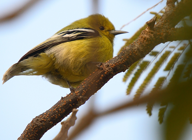 Common Iora