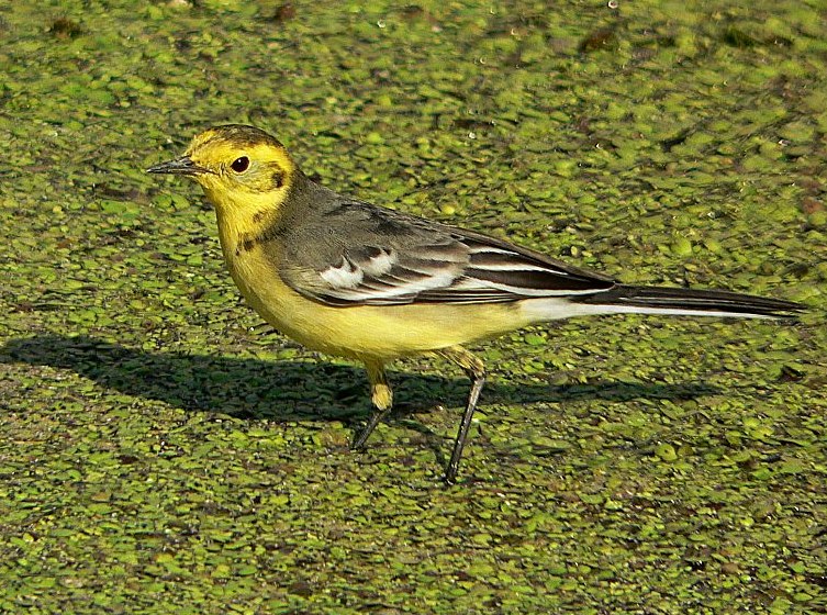 Citrine Wagtail