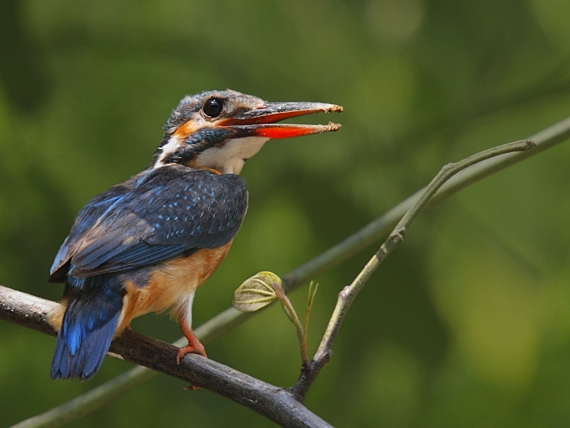 Common Kingfisher