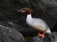 Mergus merganser