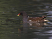 Gallinula chloropus