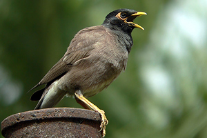 Acridotheres tristis