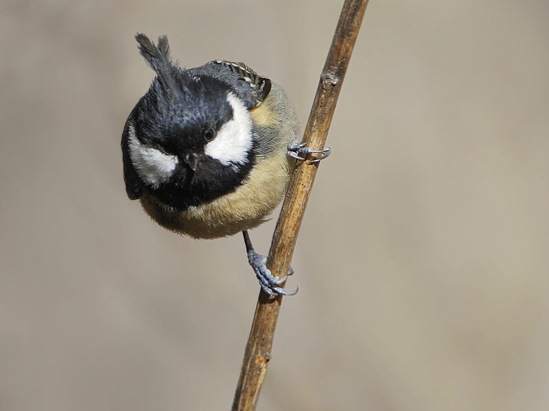 Coal Tit