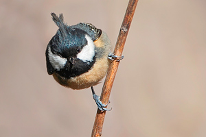 Parus ater