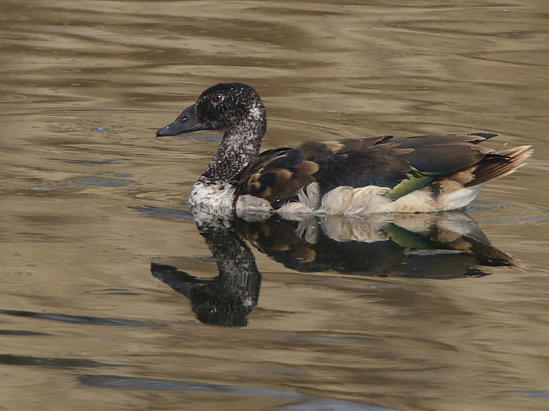 Comb Duck (female)