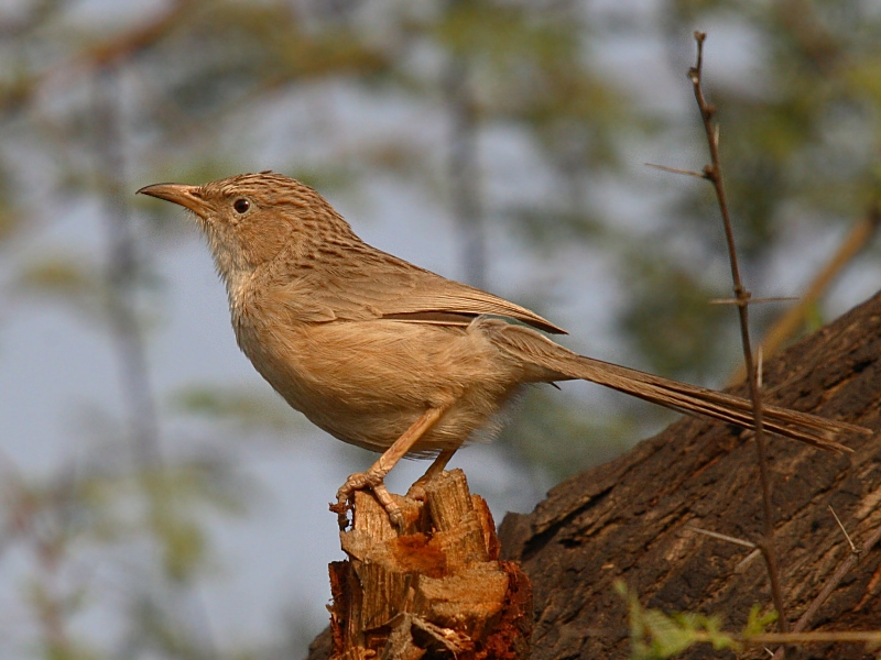 Common Babbler