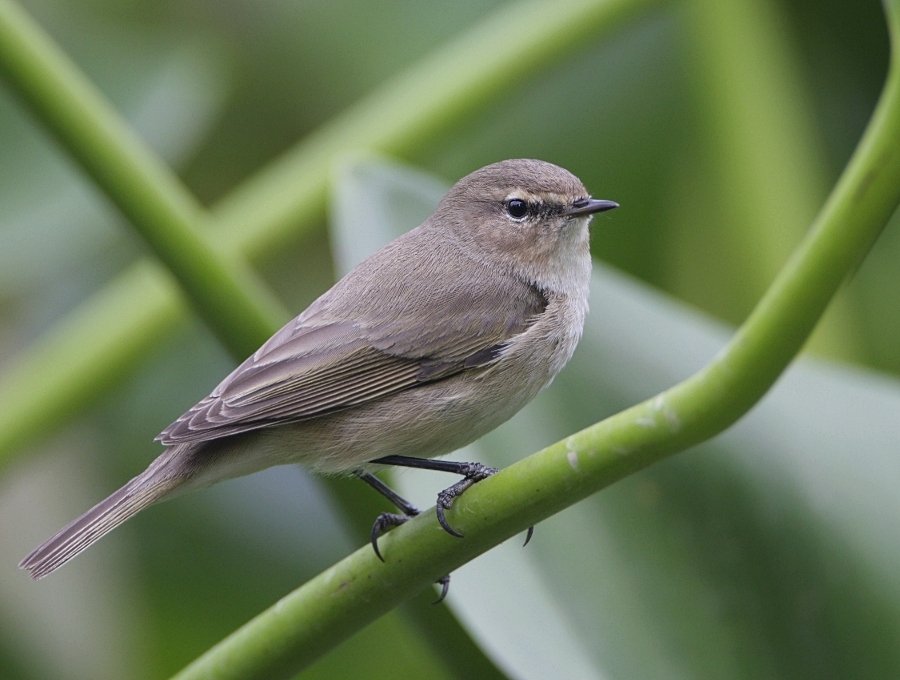 Common Chiffchaff