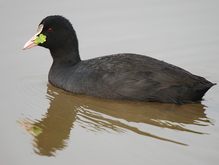 Common Coot