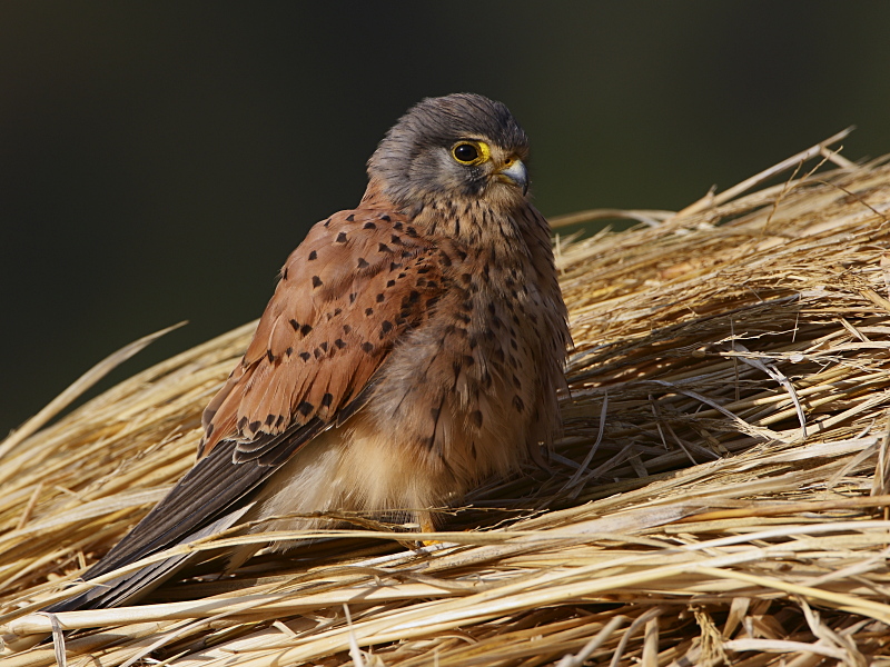 Common Kestrel