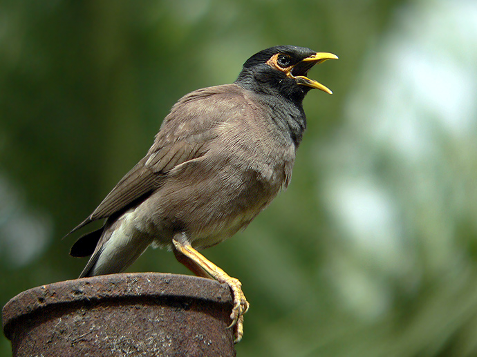 Common Myna