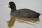 Fulica atra