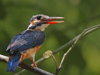 Alcedo atthis