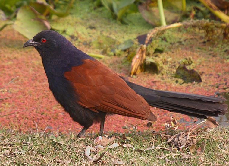 Greater Coucal