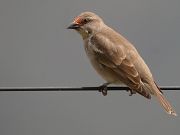 Petronia xanthocollis (male)