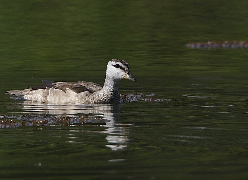 Cotton Pygmy-Goose