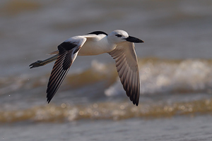 Crab Plover