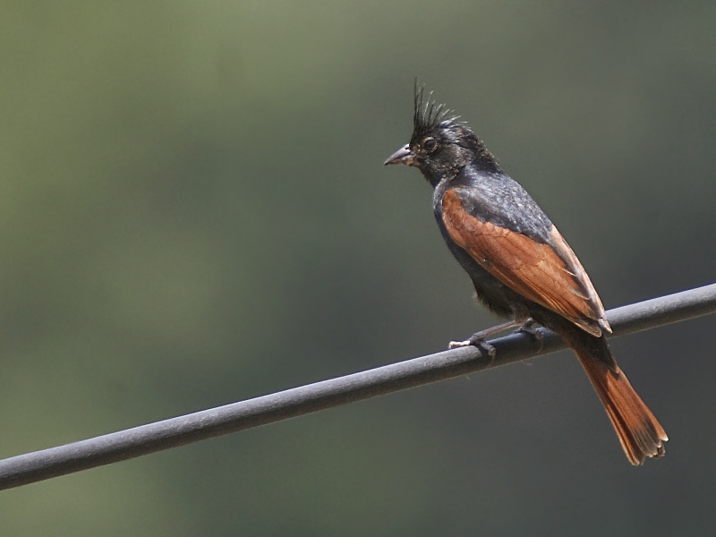 Crested Bunting