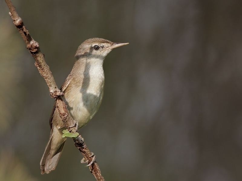 Clamorous Reed Warbler