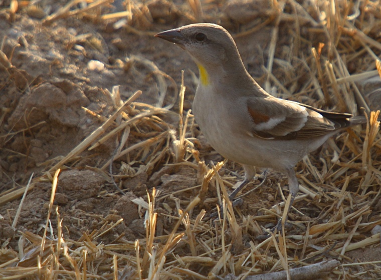 Chestnut-shouldered Petronia