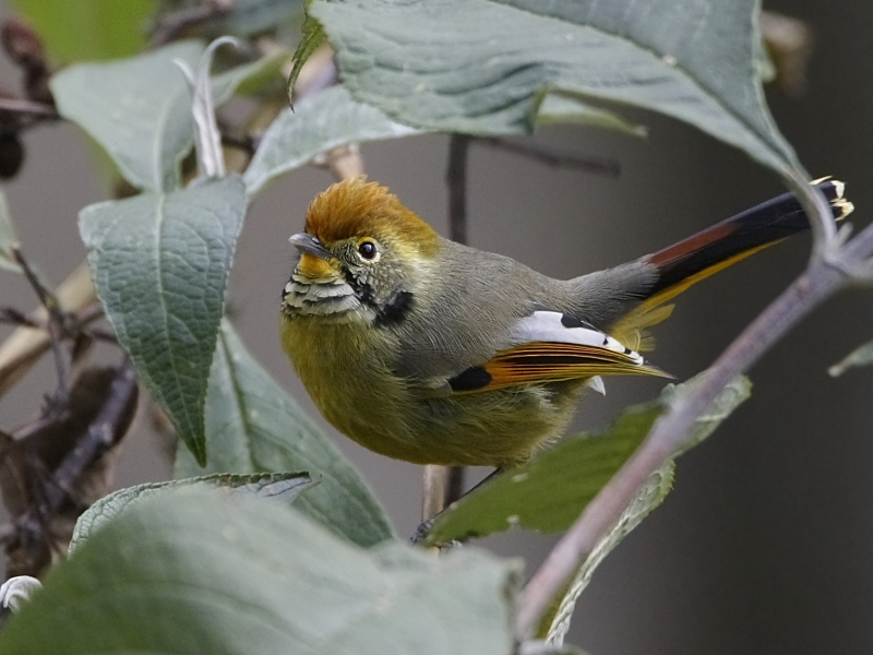 Chestnut-tailed Minla