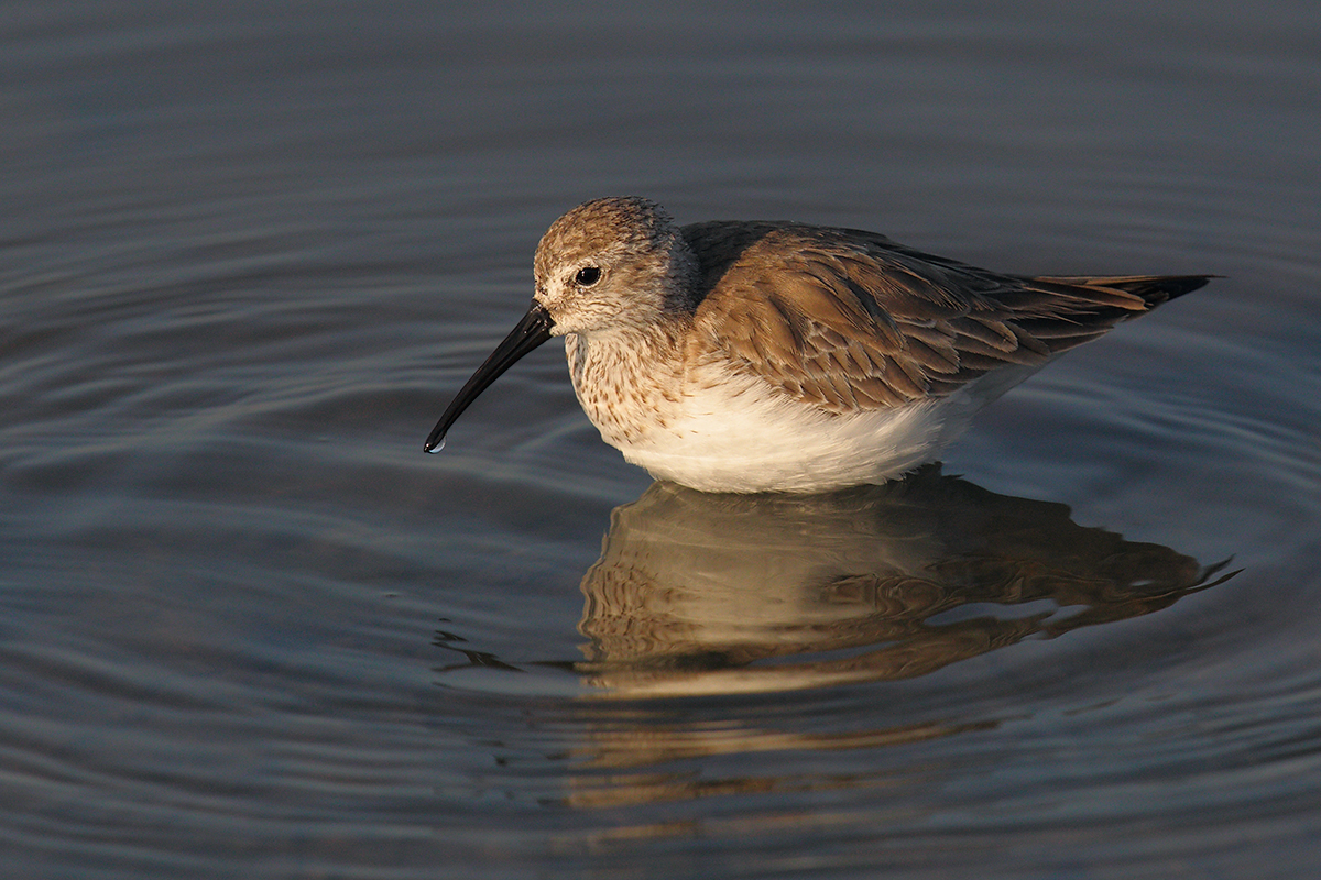 Calidris ferruginea