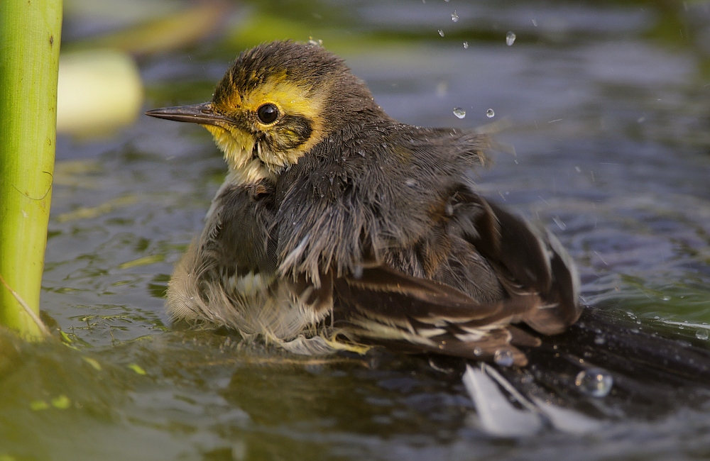 Citrine Wagtail