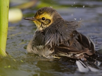 Motacilla citreola