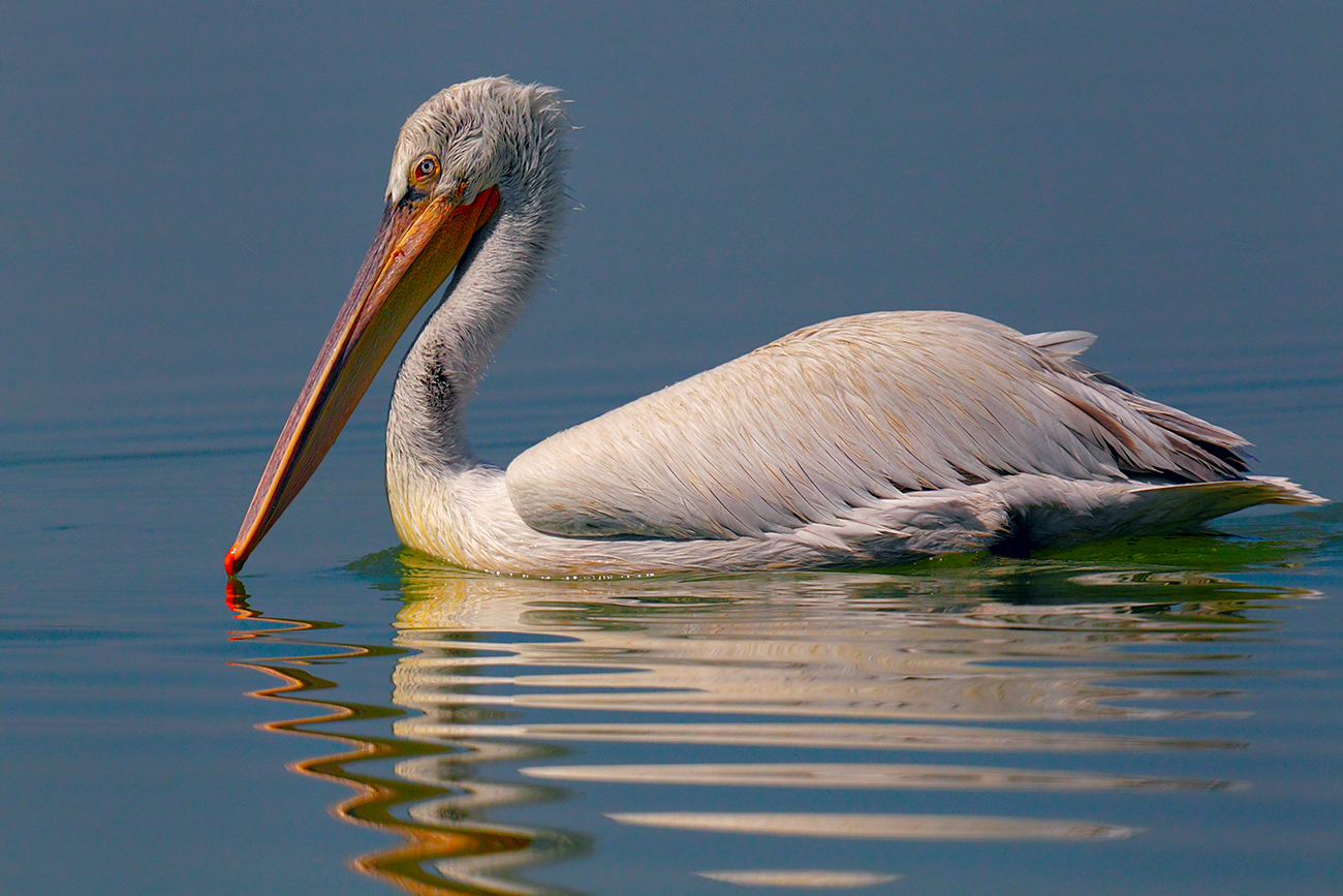 Pelecanus crispus 