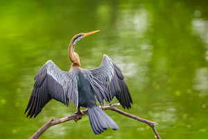 Anhinga melanogaster