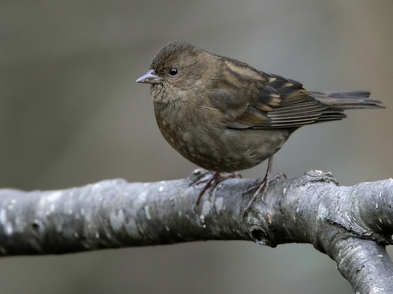 Dark-breasted Rosefinch